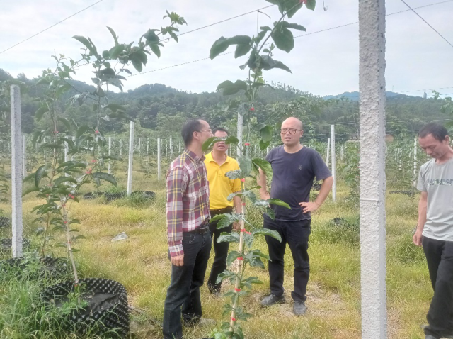 抓住关键期田间指导！省科技特派员团队前往始兴澄江调研