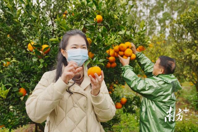 陈慧助农直播。