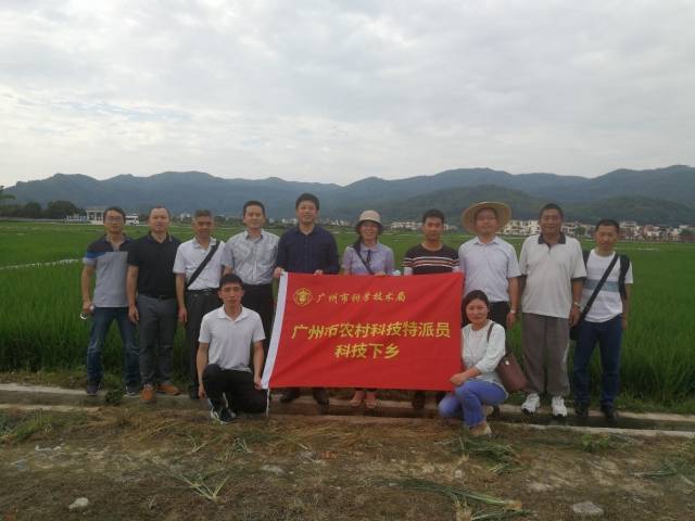 省农科院水稻所专家团队在增城朱村观摩水稻试验基地。 省农科院水稻所专家团队在增城朱村观摩水稻试验基地。