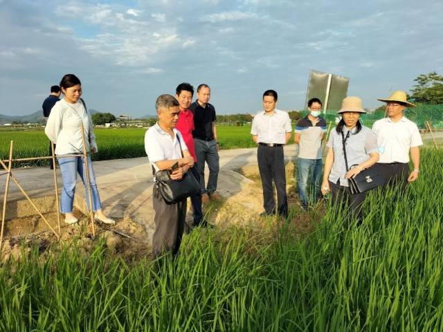 省农科院水稻所专家团队在增城考察科旺公司优质水稻种植基地。 省农科院水稻所专家团队在增城考察科旺公司优质水稻种植基地。