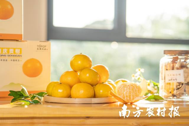 东璞农业生产的德庆贡柑。