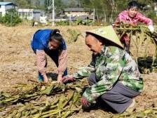 韶关南雄：探索村集体经济新路径，红松茸种植喜迎丰收