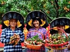 厚街大迳：荔枝大丰收，果农笑开颜