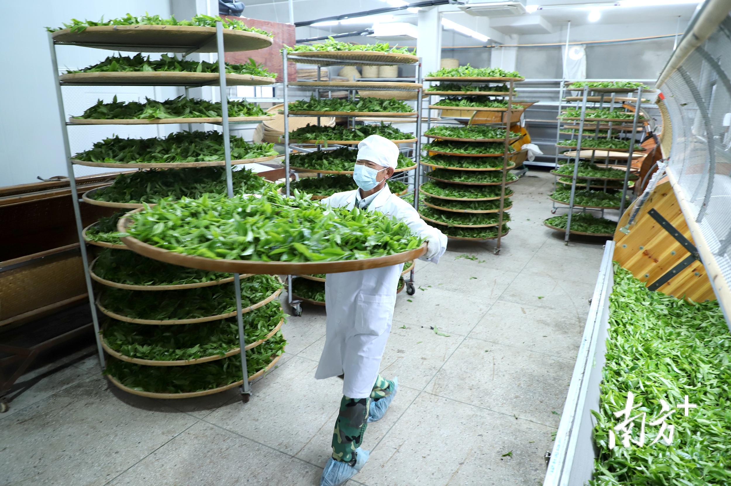 潮州海关鼓励企业推行“无公害化生产”，确保茶叶顺利出口。  