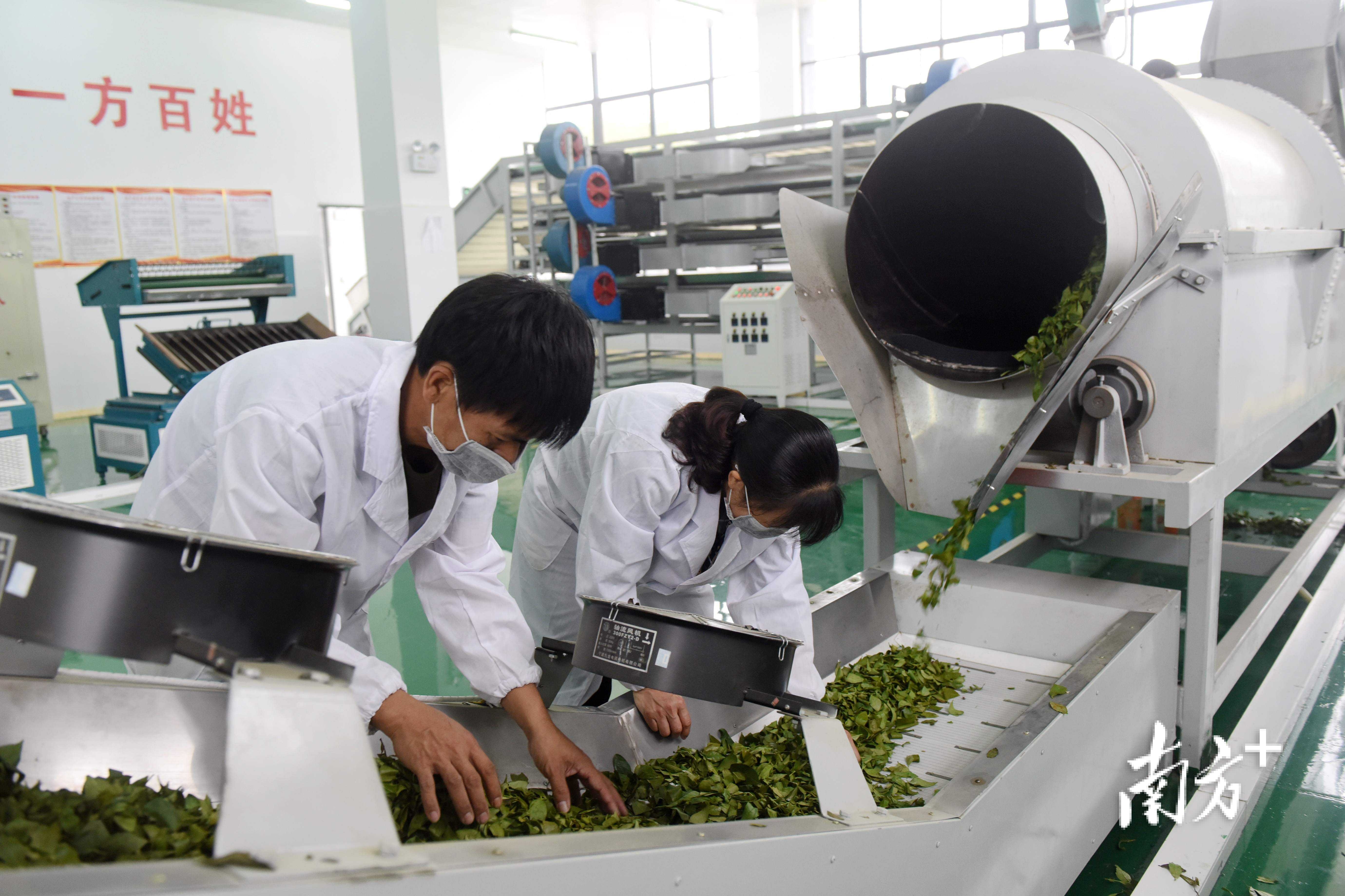 	博罗县湖镇镇三水村引进了大型茶叶生产公司，村民种出的茶在村便可销售给茶叶公司。