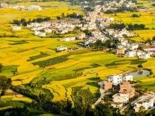 韶关南雄：稻花香里“瞰”丰年