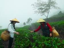 云浮云安：晨曦中的迳心茶场