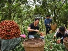 如何打响特色农产品？党代表抢麦发言