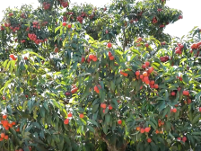 斗门荔枝，丰收了！