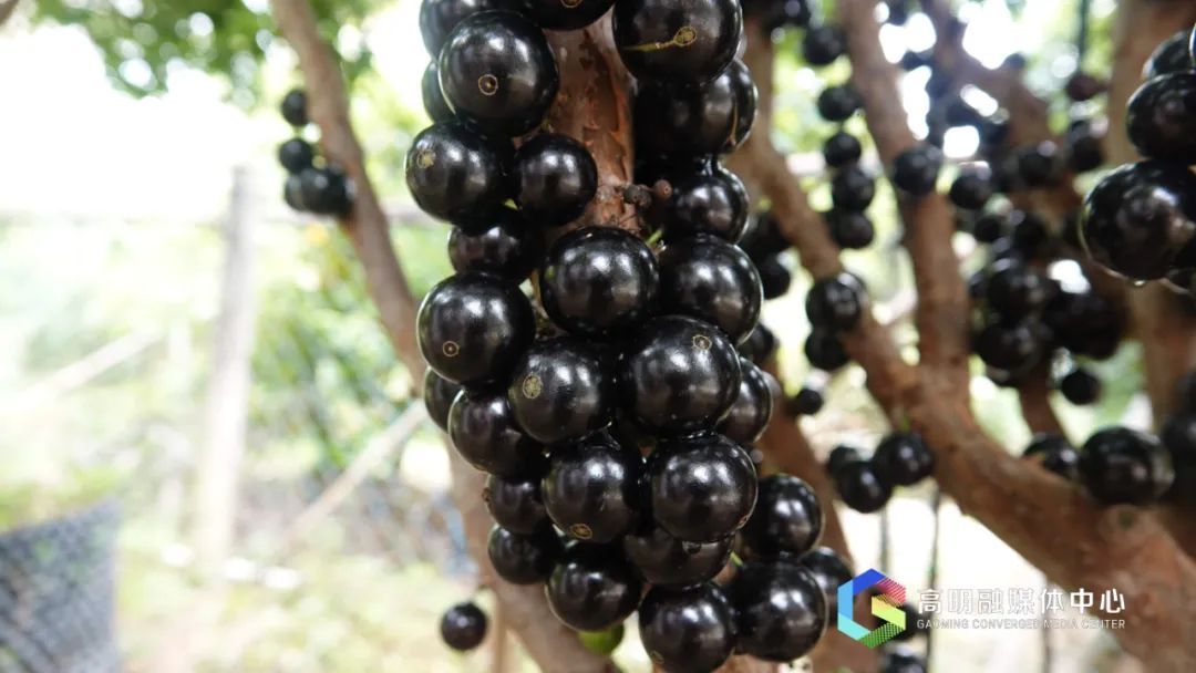 嘉宝果(资料图)。 嘉宝果(资料图)。