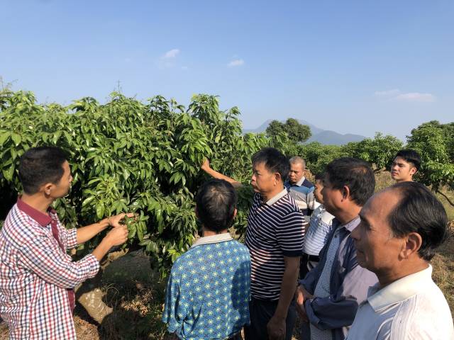 现场指导荔枝种植。
