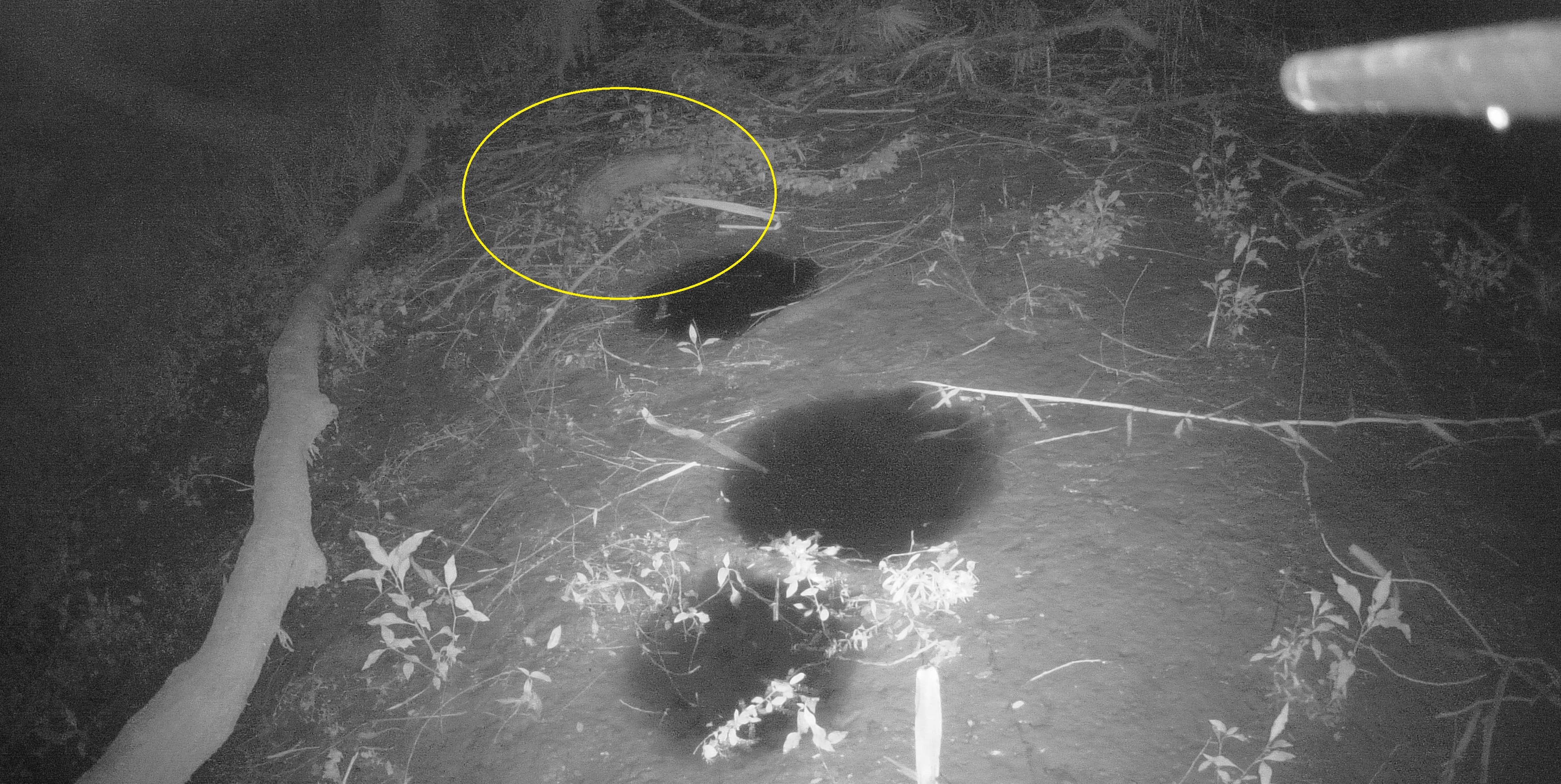 国家一级保护动物小灵猫现身车八岭