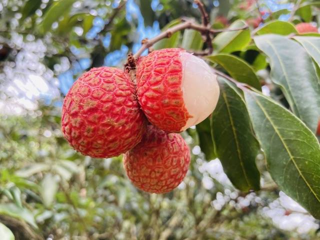 荔枝