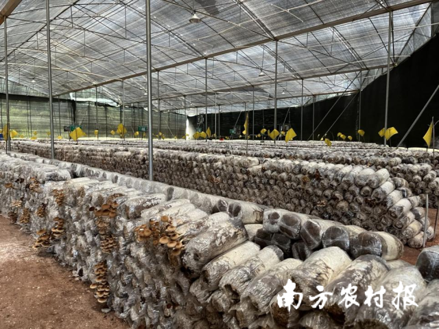 扩宽乡亲致富路，广东农民合作社跑出乡村振兴加速度