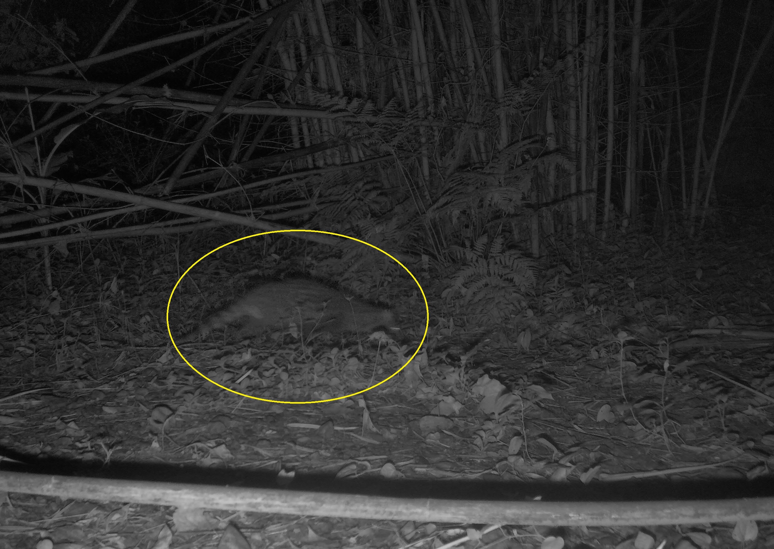 国家一级保护动物小灵猫现身车八岭