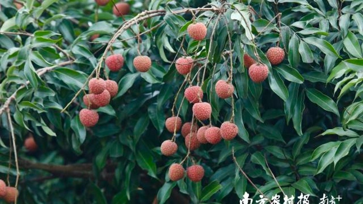 产业技术体系首席科学家分析今年荔枝产销形势