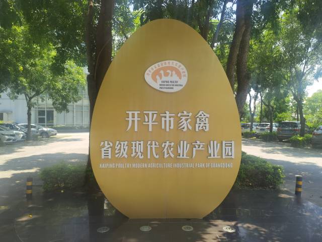 旭日蛋品是开平市省级家禽现代农业产业园牵头主体企业