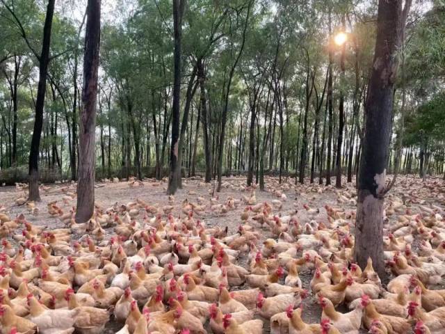 盈富农业怀乡鸡养殖基地