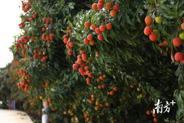 湛川河谷荔枝主要品种有白糖罂、妃子笑等，拥有数百年种植历史。