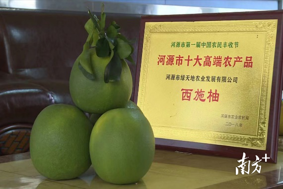 河源：认养一棵“西施柚”树，你的甜蜜田园梦我包了！
