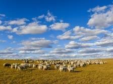 沿着总书记的足迹·内蒙古篇 | 把祖国北疆这道风景线建设得更加亮丽