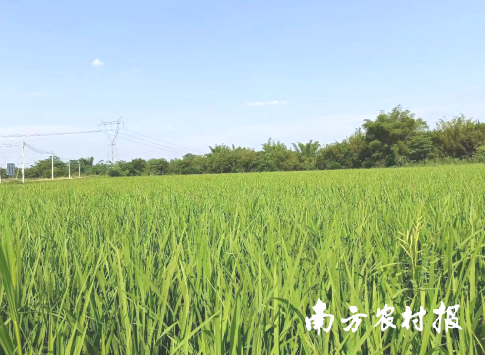 产业园加持，早稻茁壮长！怀集百姓“米袋子”日渐鼓
