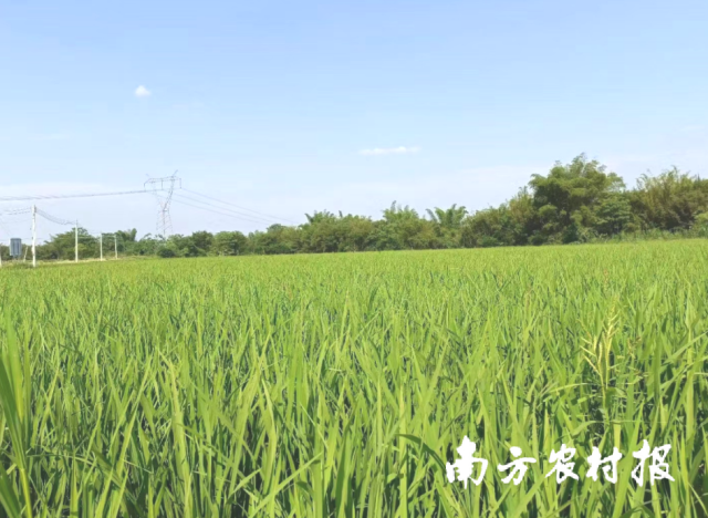 怀集县稻蔬省级现代农业产业园。受访者供图 怀集县稻蔬省级现代农业产业园。受访者供图