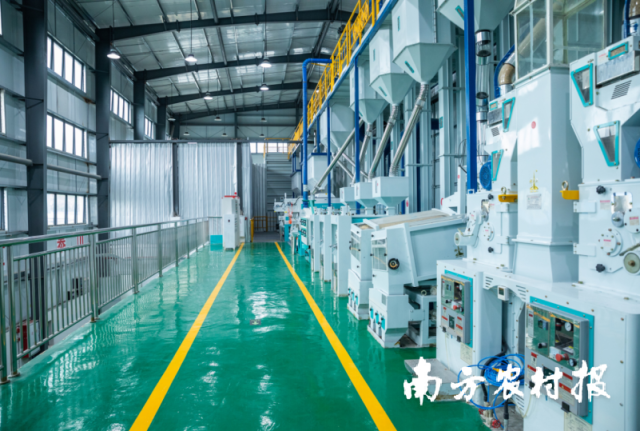 怀集县丝苗米省级现代农业产业园大米加工车间。谭家富 摄 怀集县丝苗米省级现代农业产业园大米加工车间。谭家富 摄