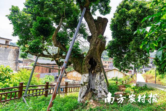 罗浮山麓兰溪村的千年“山枝”,现已成功嫁接新品种 罗浮山麓兰溪村的千年“山枝”,现已成功嫁接新品种