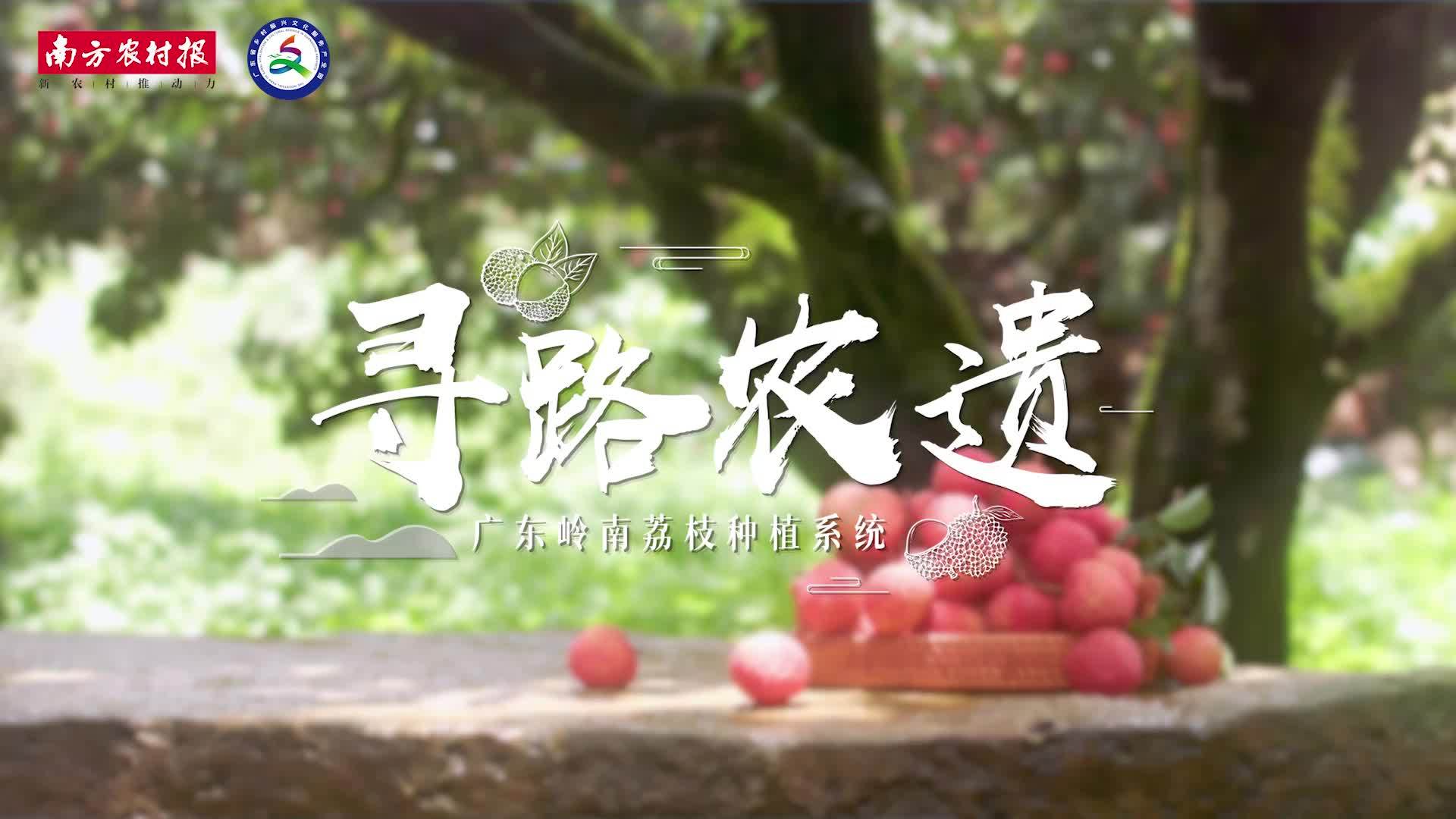 寻路农遗丨有了蝉鸣荔熟,广东才是岭南_南方网