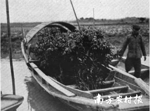 二十世纪二十年代东莞凤涌荔枝苗木运输,高鲁甫/摄 二十世纪二十年代东莞凤涌荔枝苗木运输,高鲁甫/摄