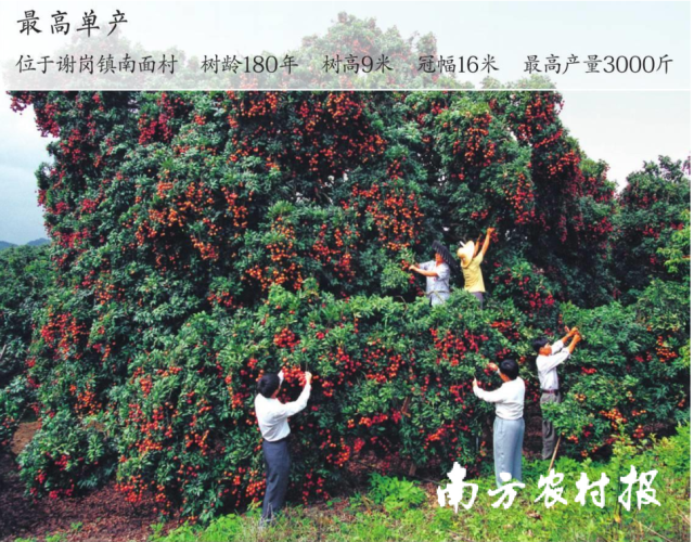1992年,一株单产创东莞纪录的荔枝树 1992年,一株单产创东莞纪录的荔枝树