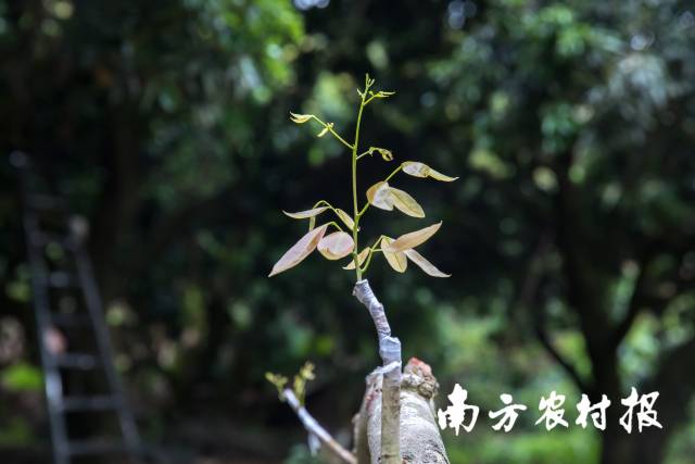 老枝上的新芽 老枝上的新芽
