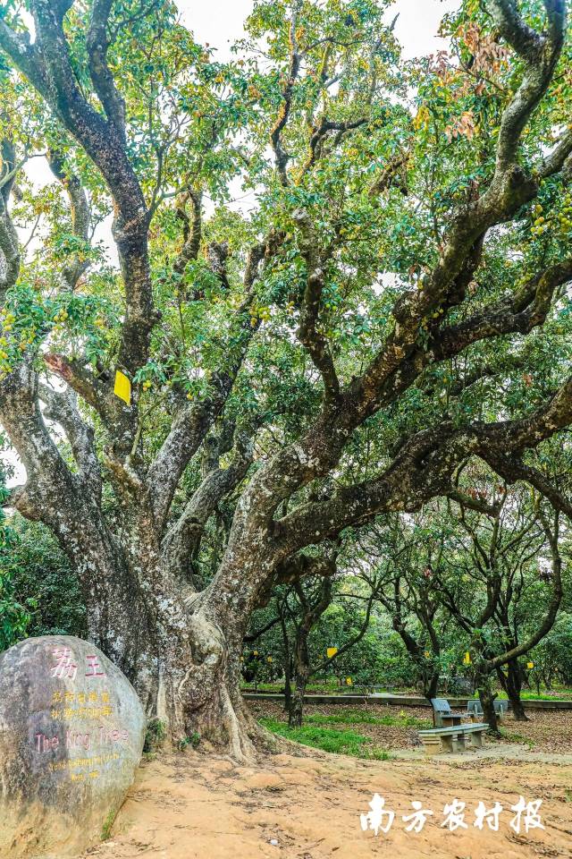 “荔王”是根子贡园悠久荔枝文化活化石 “荔王”是根子贡园悠久荔枝文化活化石