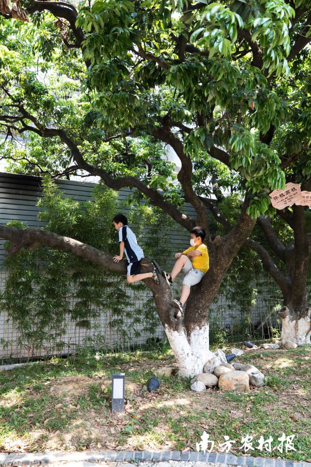 荔枝树下的快乐童年 荔枝树下的快乐童年