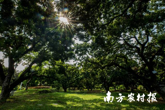 东莞古荔园,东莞荔枝种质资源宝库 东莞古荔园,东莞荔枝种质资源宝库