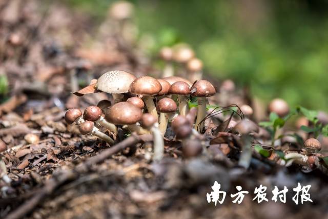 “大树底下好乘凉”——荔枝林下的松茸菌 “大树底下好乘凉”——荔枝林下的松茸菌