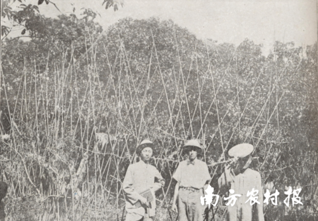 《荔枝与龙眼》作者高鲁甫(中)与西园寺缘空大师(右)在西园挂绿树前合影 《荔枝与龙眼》作者高鲁甫(中)与西园寺缘空大师(右)在西园挂绿树前合影