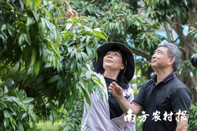26年风雨无阻的守护,令廖美敬、张育明成了“广东省首批荔枝龙眼古树守护人” 26年风雨无阻的守护,令廖美敬、张育明成了“广东省首批荔枝龙眼古树守护人”