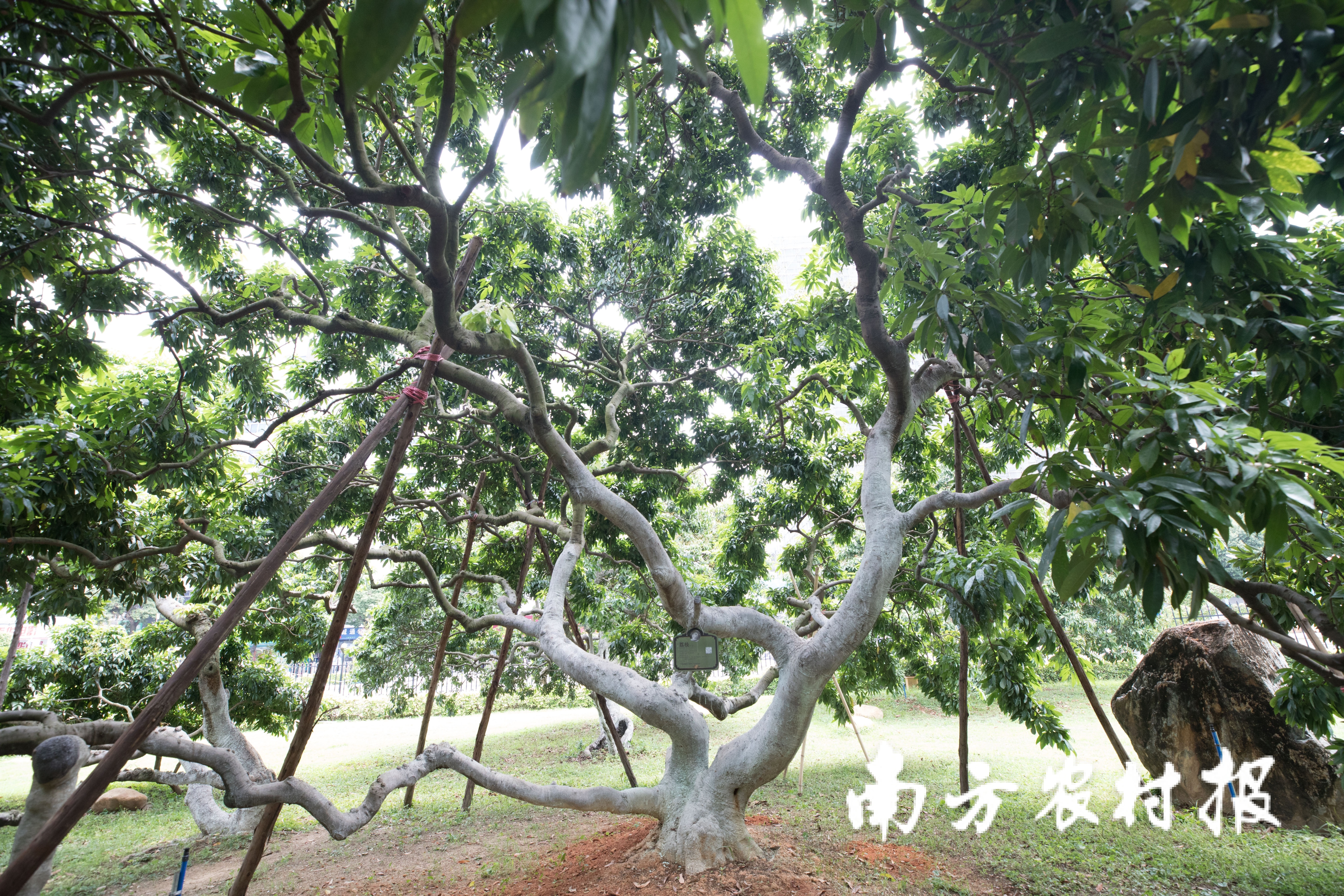 增城挂绿荔枝母树图片图片
