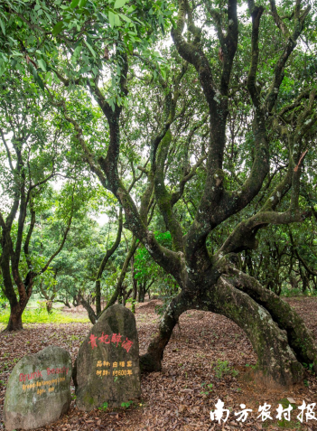 茂名高州根子镇泊桥贡园里快600岁的荔枝树"贵妃醉酒"