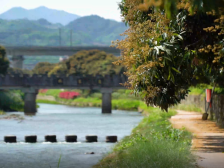 郁南庞寨荔枝花盛开，人勤蜂拥护花忙