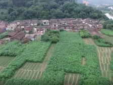 云浮新兴：种桑养蚕织“富路”，美好生活破“茧”出