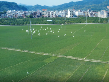 郁南连滩：田野新绿 白鹭相随