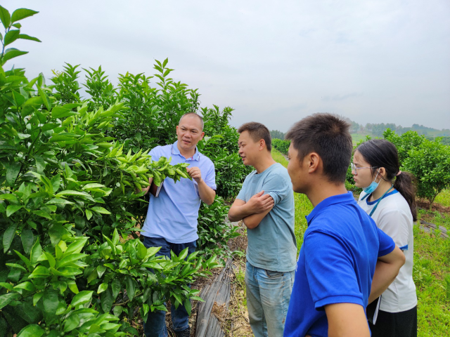 专家教授深入田间指导柑橘生产管理  