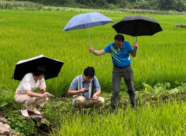 王晓飞等专家实地考察茶榕村稻田病虫害发生情况。
