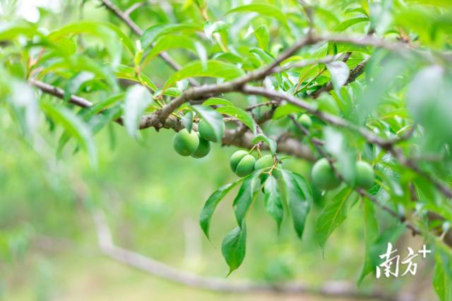 镇宁四核心产区的镇宁蜂糖李还是青果