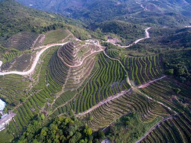 梅州市梅江区西阳镇清凉山荣发茶场