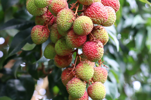 妃子笑荔枝