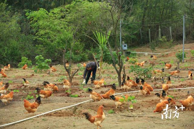 养殖户放养杏花鸡。莫献绪 摄